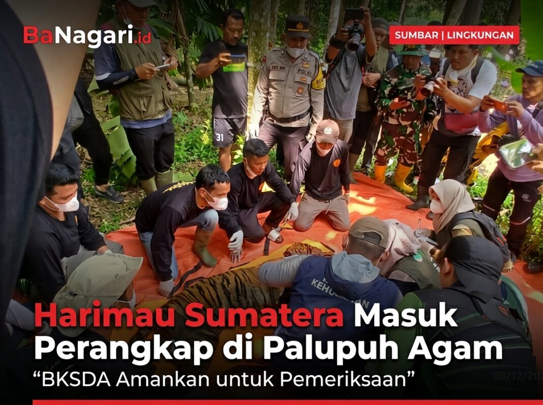 Harimau Sumatera Masuk Perangkap di Palupuh Agam, BKSDA Amankan untuk Pemeriksaan